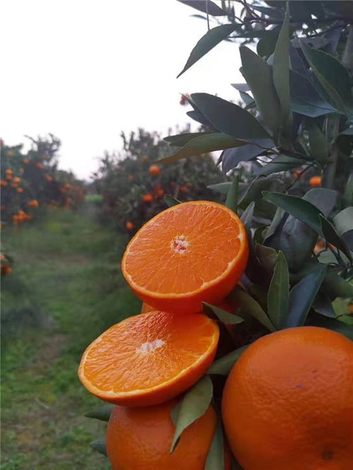 人與送菜公司及蔬菜農產品茶葉種植的協同發展