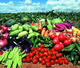 福永、沙井及深圳地區的農產品與綠植服務概覽 蔬菜配送、批發與苗木供應